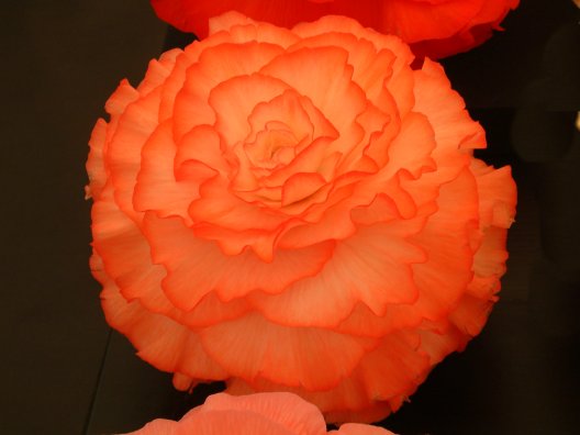 B. ‘Geisha Girl’